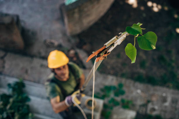  Mooreland, OK Tree Service Pros